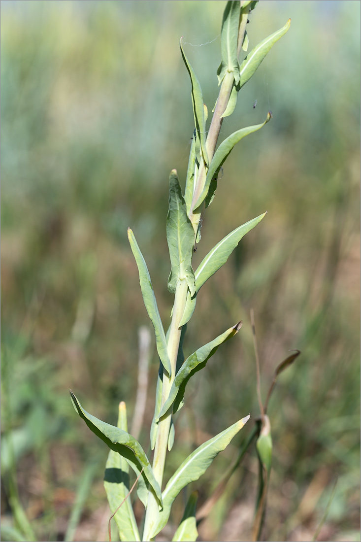 Image of Isatis tinctoria specimen.