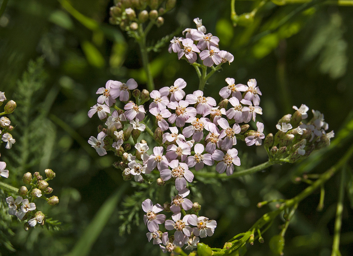 Изображение особи Achillea millefolium.