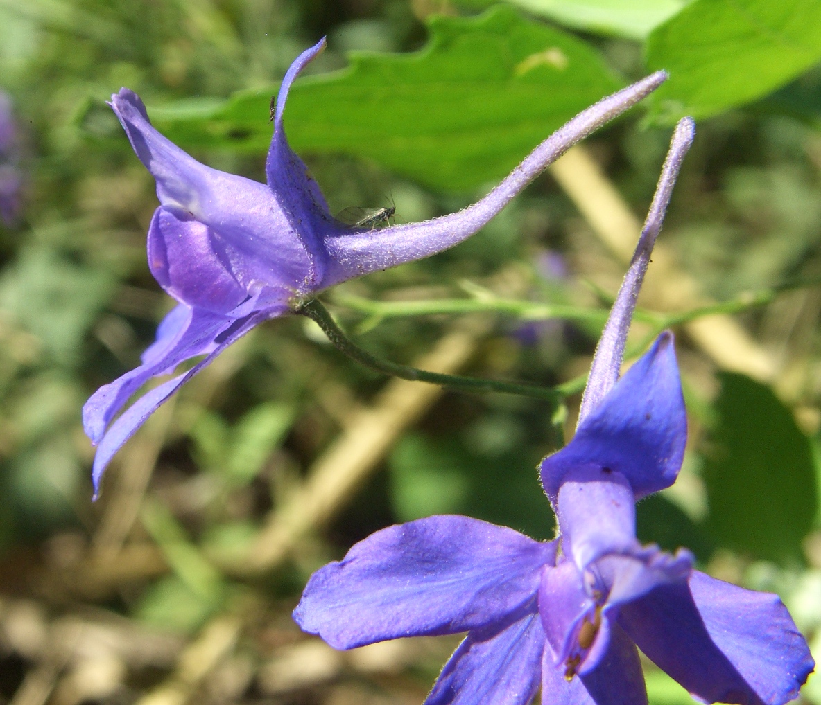 Image of Delphinium paniculatum specimen.