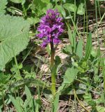 Dactylorhiza urvilleana. Цветущее растение. Грузия, Боржоми-Харагаульский национальный парк, маршрут №1; гребень горного отрога, ≈ 1850 м н.у.м. 25.05.2018.