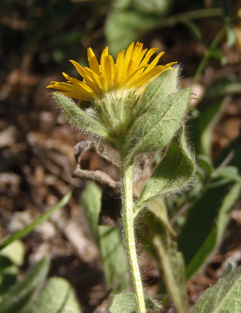 Изображение особи Inula oculus-christi.