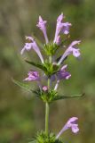 Galeopsis ladanum. Соцветие. Башкирия, окр. г. Стерлитамак, луг у оврага. 01.08.2018.