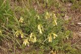 Onosma caucasica