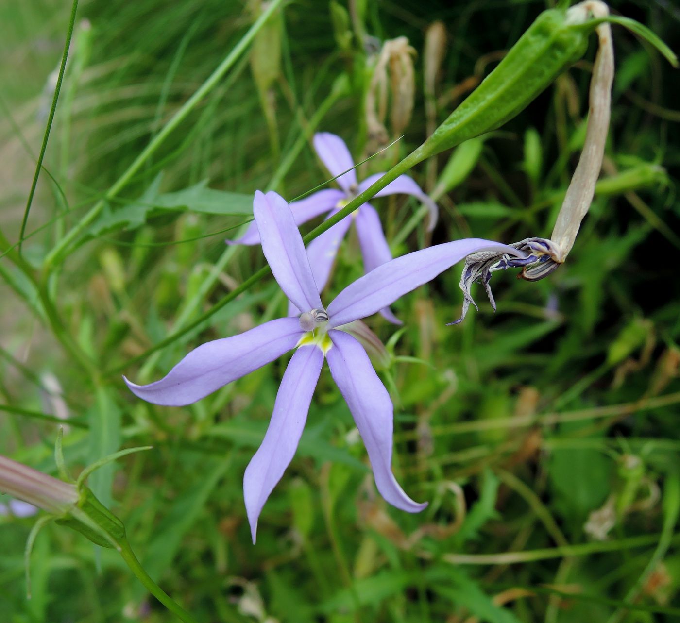 Изображение особи Isotoma axillaris.