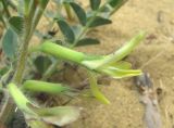 Astragalus longipetalus