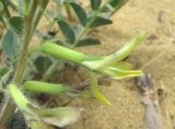 Astragalus longipetalus. Часть соцветия. Дагестан, Кумторкалинский р-н, бархан Сарыкум. 06.05.2018.