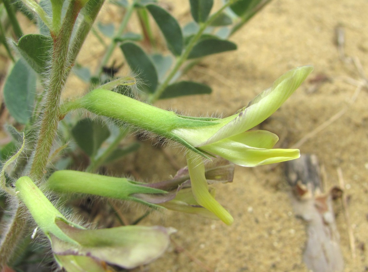 Изображение особи Astragalus longipetalus.