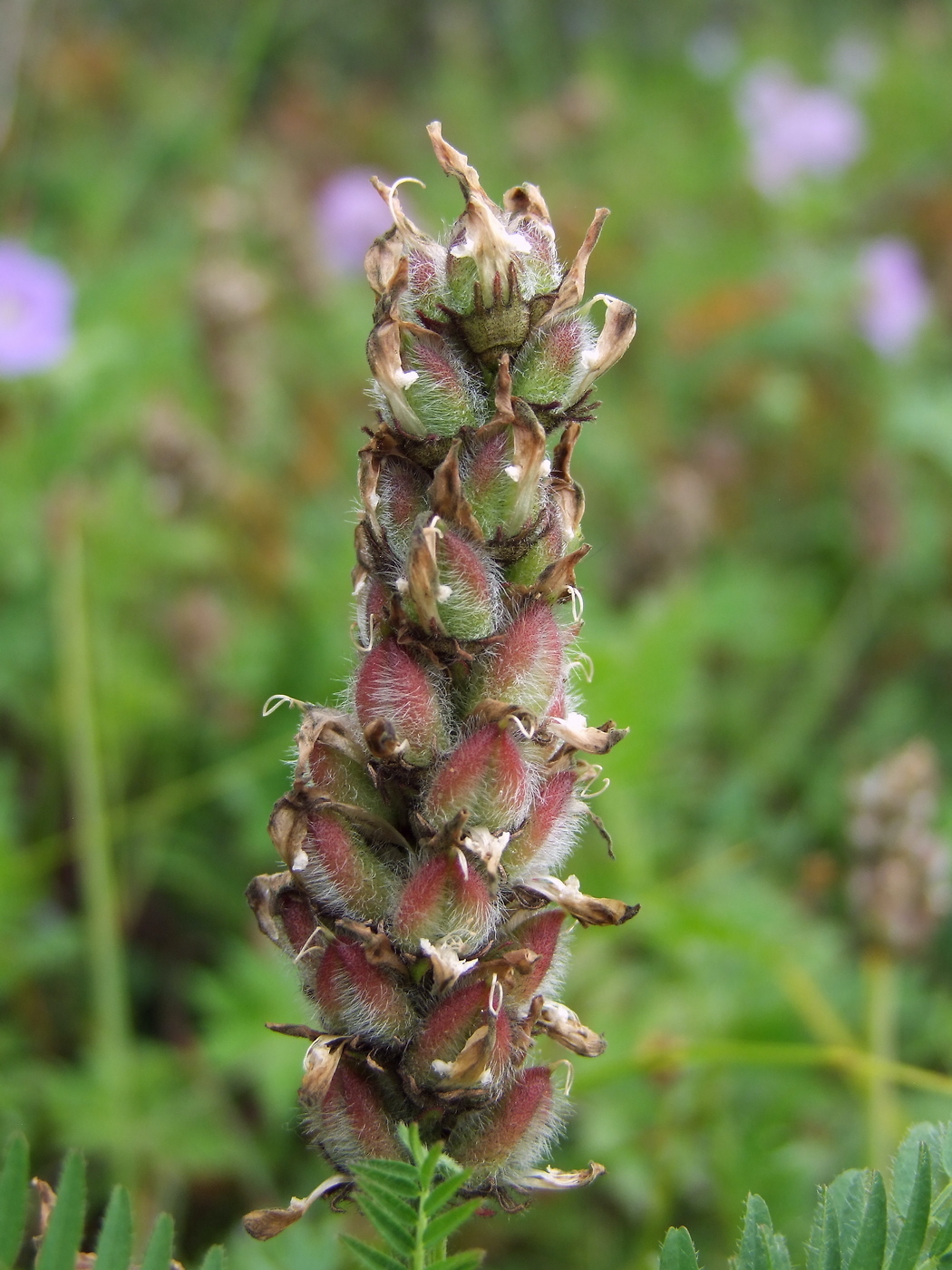 Изображение особи Astragalus danicus.