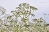 Valeriana wolgensis