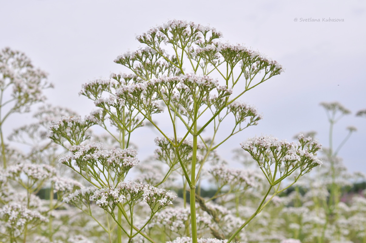 Изображение особи Valeriana wolgensis.