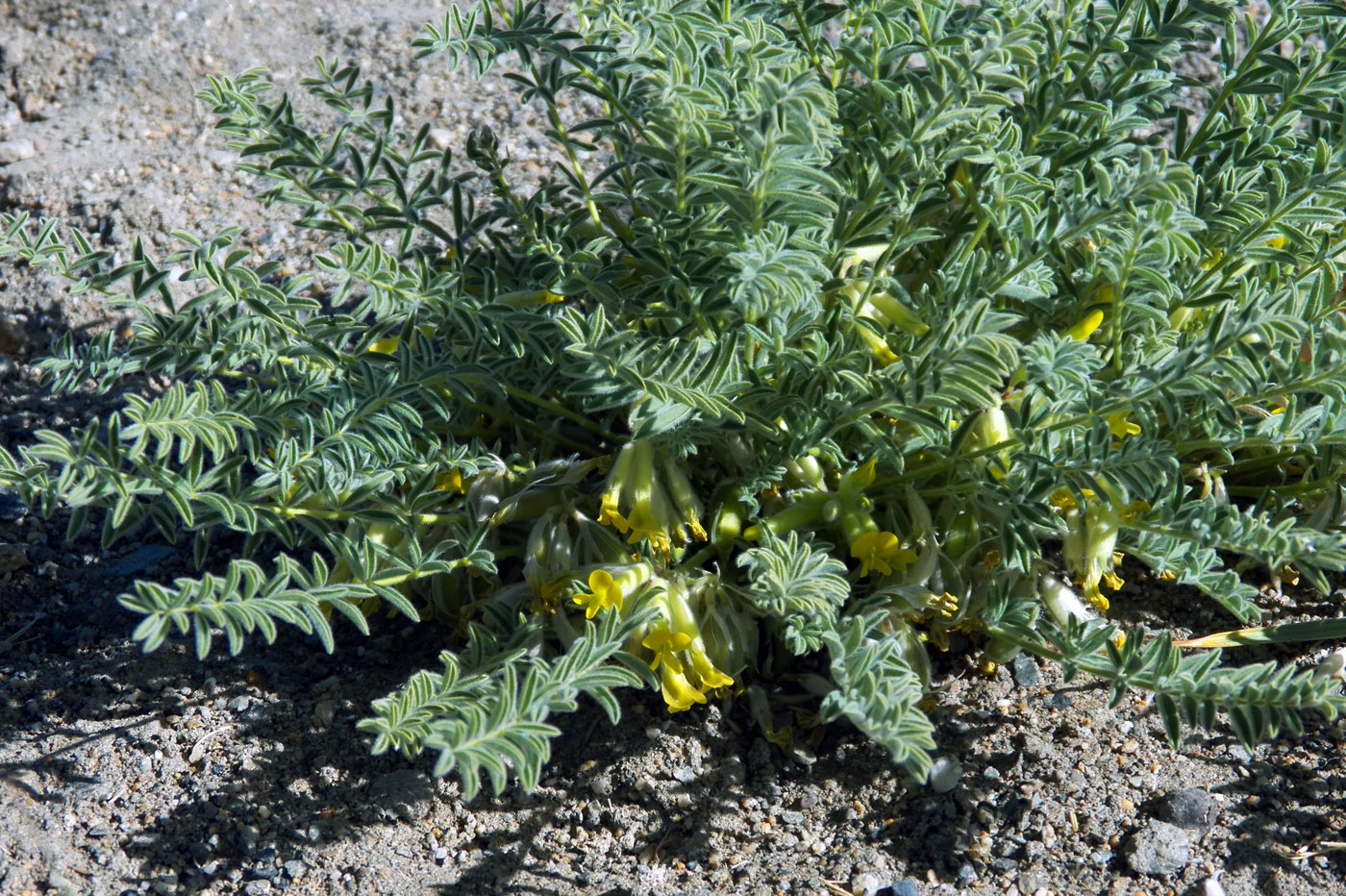 Изображение особи Astragalus pamirensis.