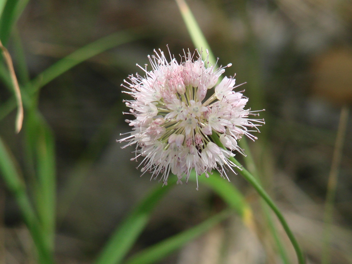 Image of genus Allium specimen.