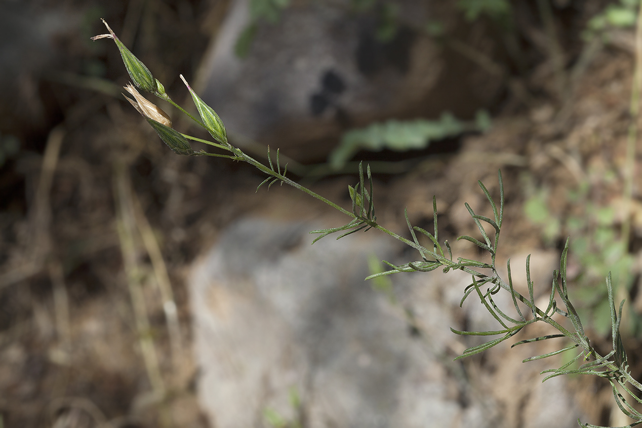 Image of Crupina vulgaris specimen.