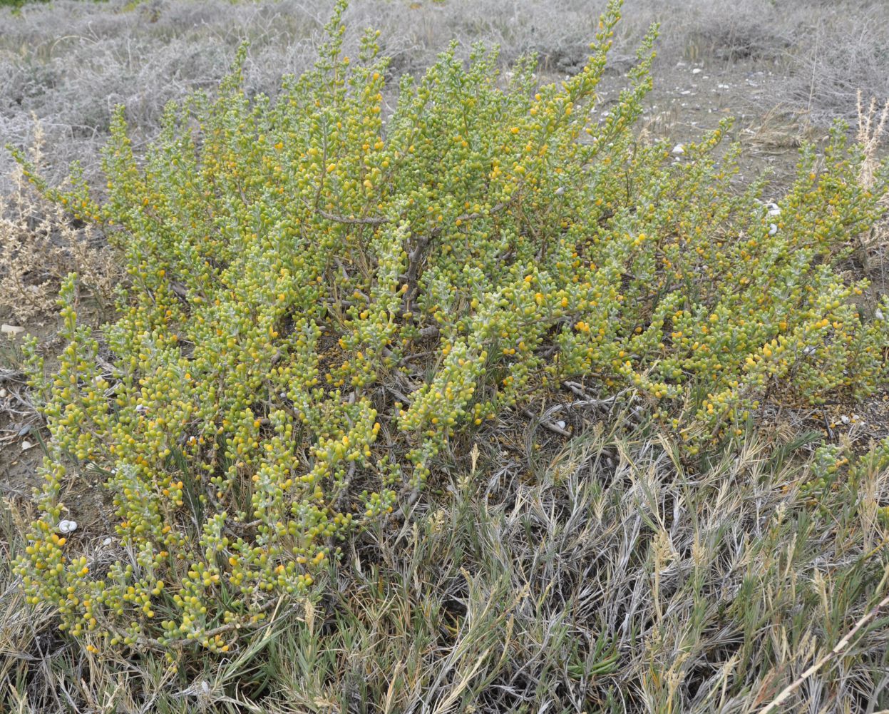 Изображение особи Tetraena alba.