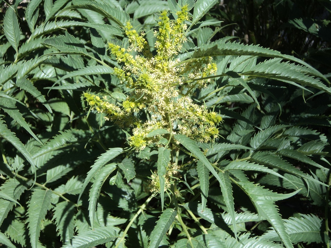 Image of Datisca cannabina specimen.