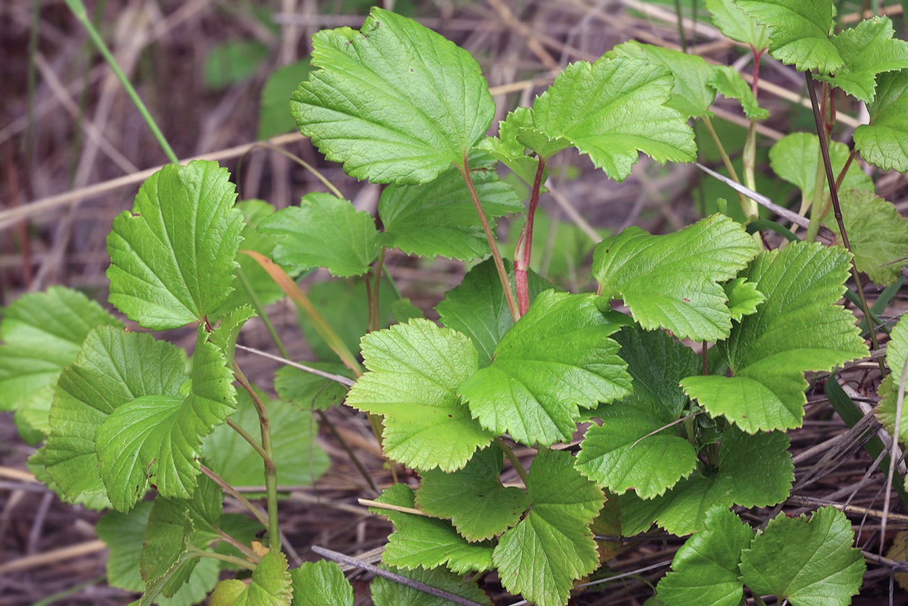 Image of Ribes procumbens specimen.