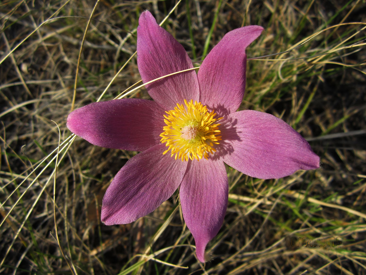 Изображение особи Pulsatilla uralensis.