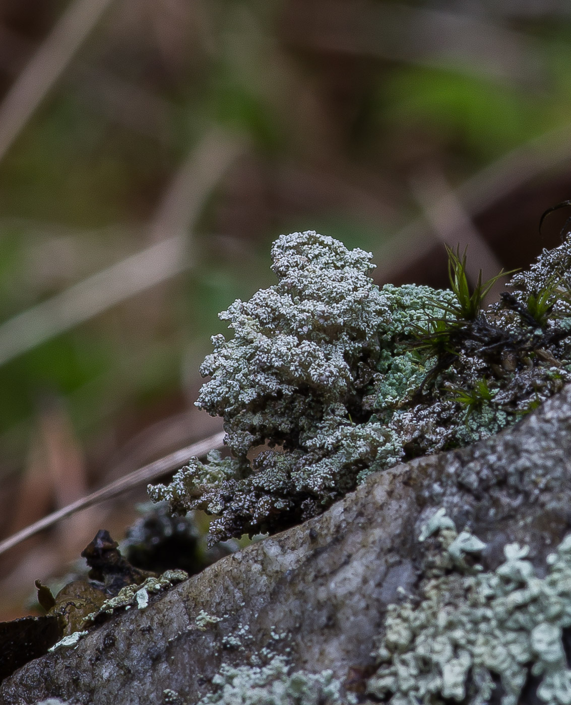 Image of genus Stereocaulon specimen.