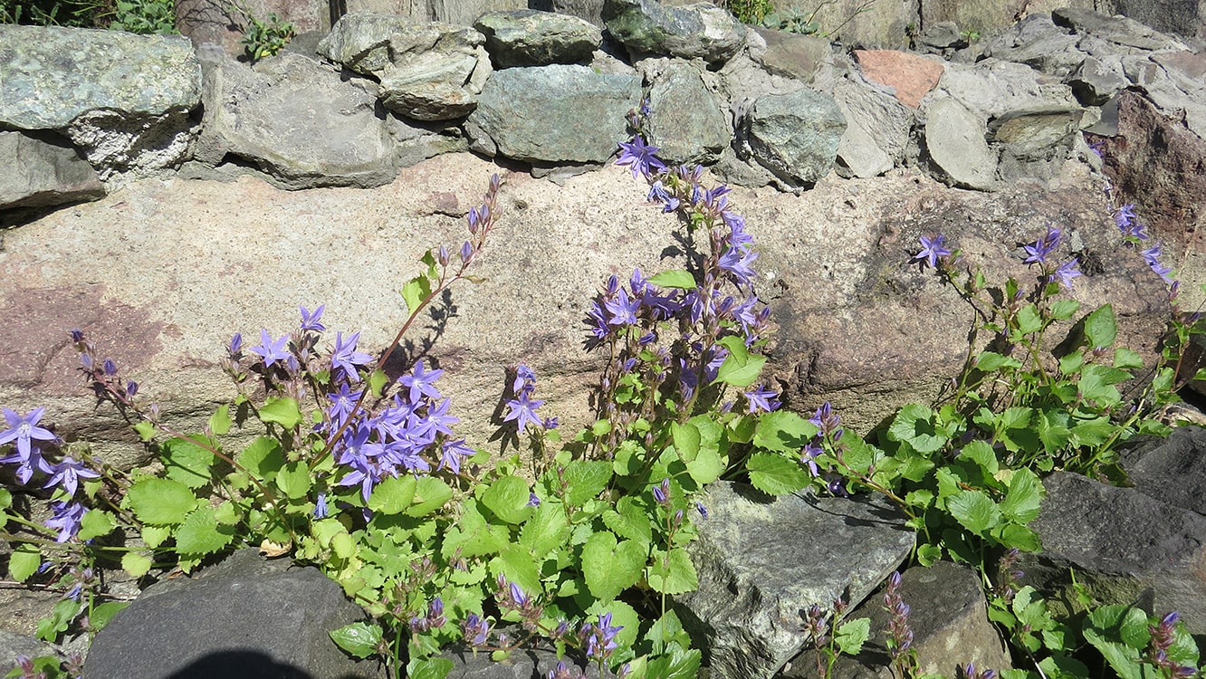 Image of Campanula garganica specimen.