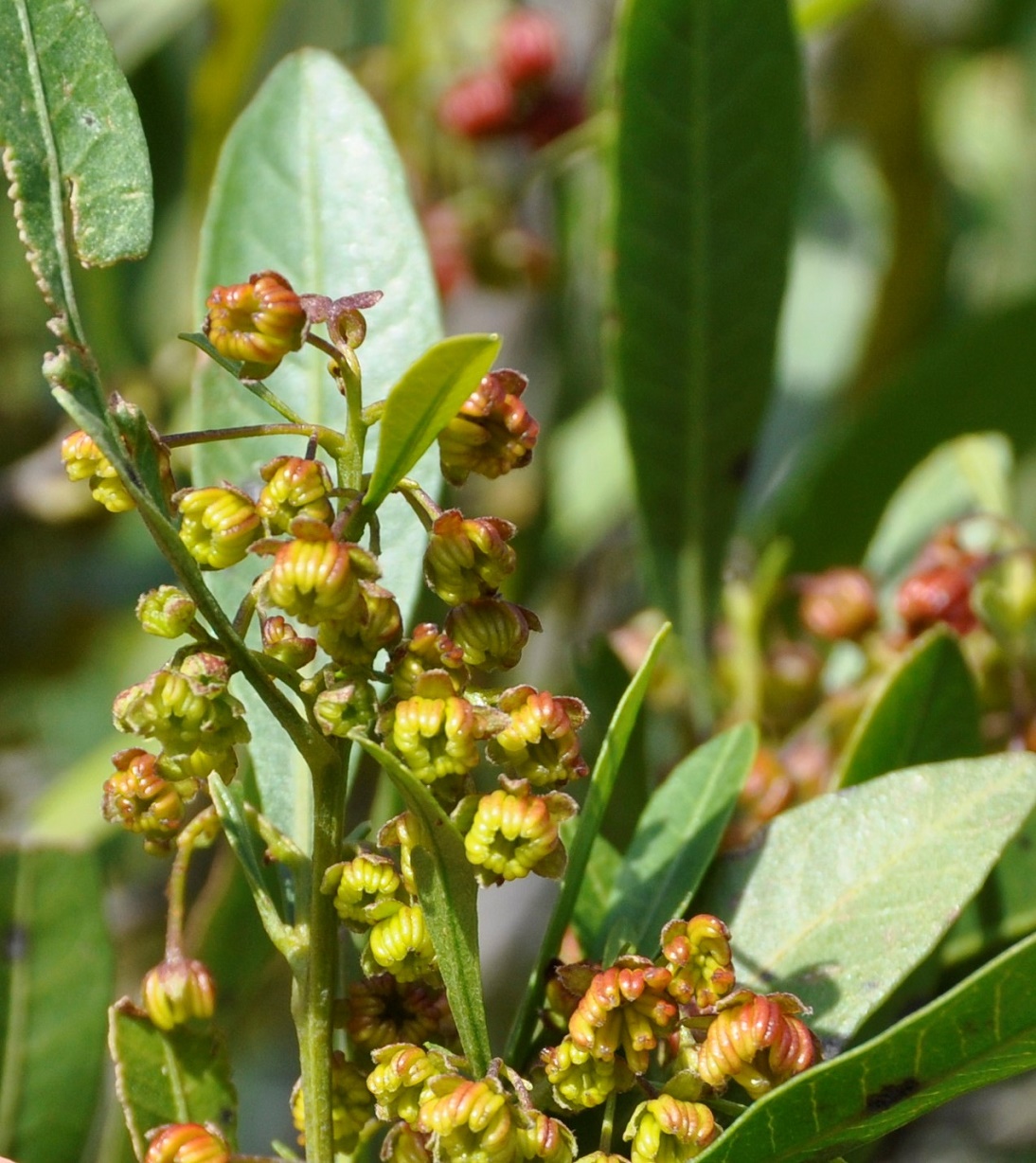 Изображение особи Dodonaea viscosa.