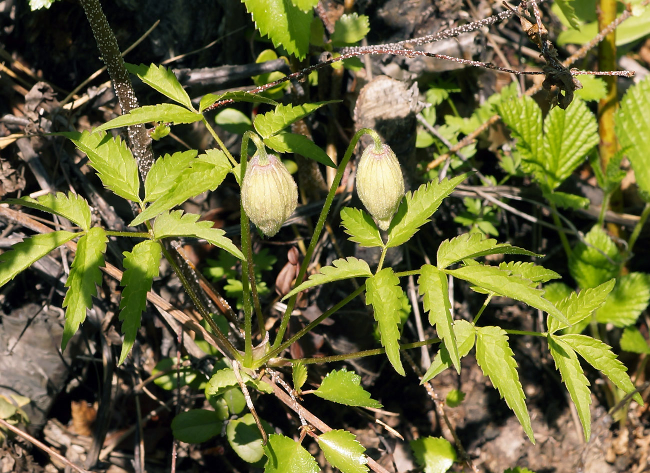 Изображение особи Atragene sibirica.