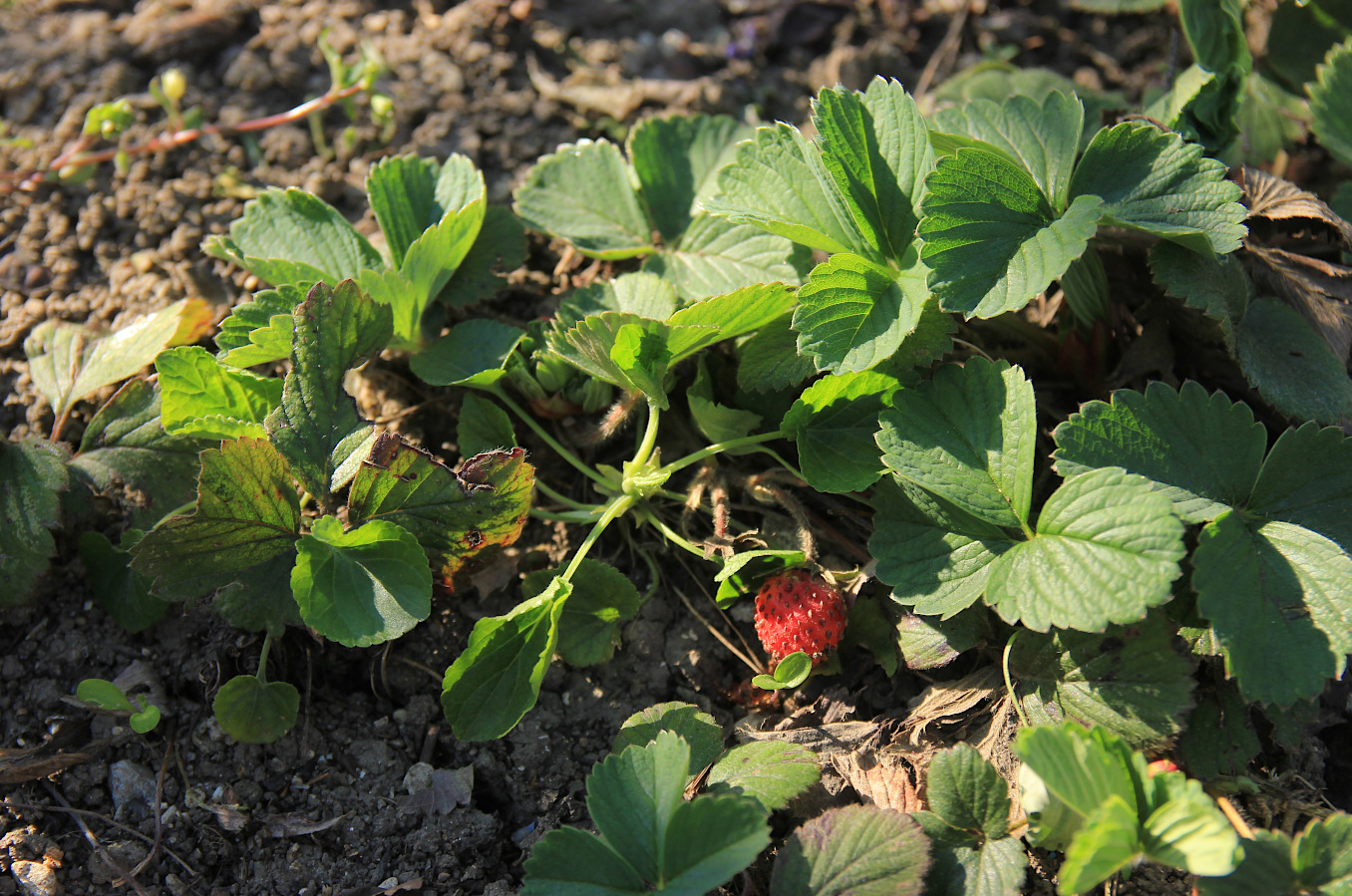 Image of Fragaria × ananassa specimen.