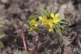 Gymnospermium altaicum