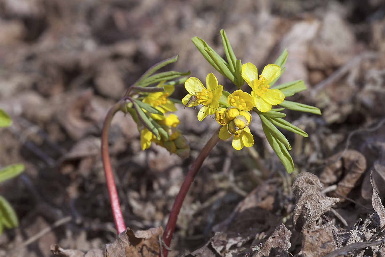 Изображение особи Gymnospermium altaicum.