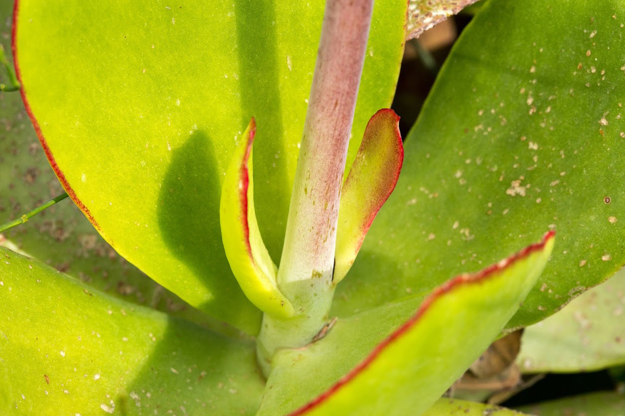 Image of Cotyledon orbiculata specimen.
