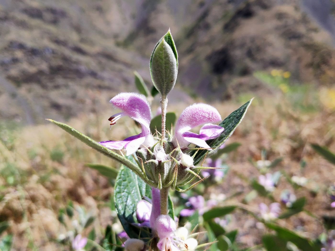 Image of Phlomis nubilans specimen.