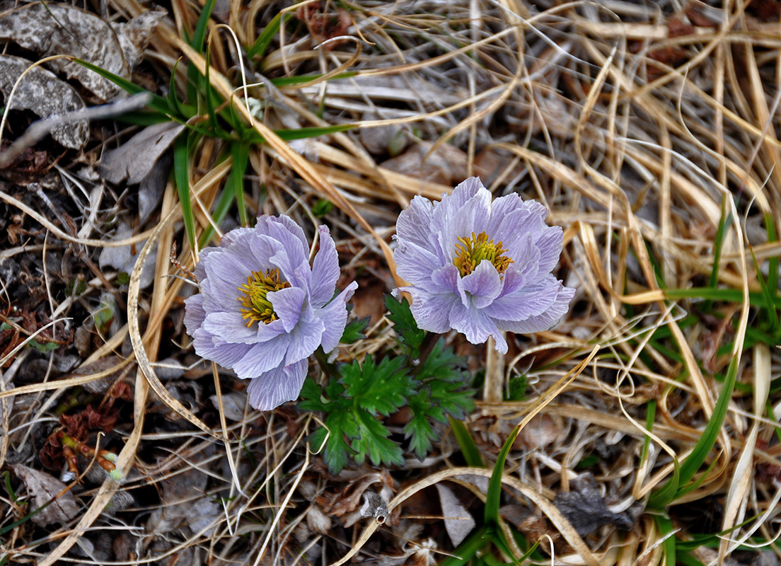 Image of Trollius lilacinus specimen.