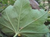 Alchemilla orthotricha. Лист (вид снизу). Кабардино-Балкария, Эльбрусский р-н, окр. г. Тырныауз, ок. 1400 м н.у.м., на скале у ручья. 05.07.2019.