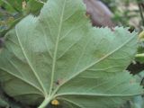 Alchemilla orthotricha. Лист (вид снизу). Кабардино-Балкария, Эльбрусский р-н, окр. г. Тырныауз, ок. 1400 м н.у.м., на скале у ручья. 05.07.2019.