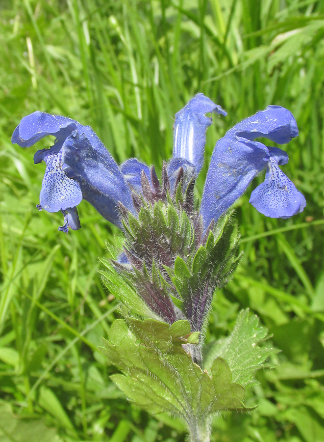 Image of Dracocephalum grandiflorum specimen.