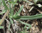 Onosma caucasica