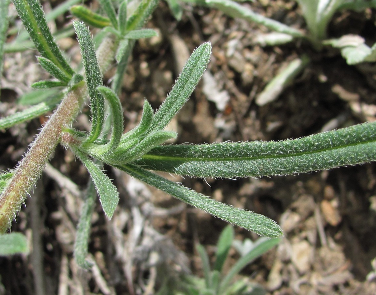 Image of Onosma caucasica specimen.