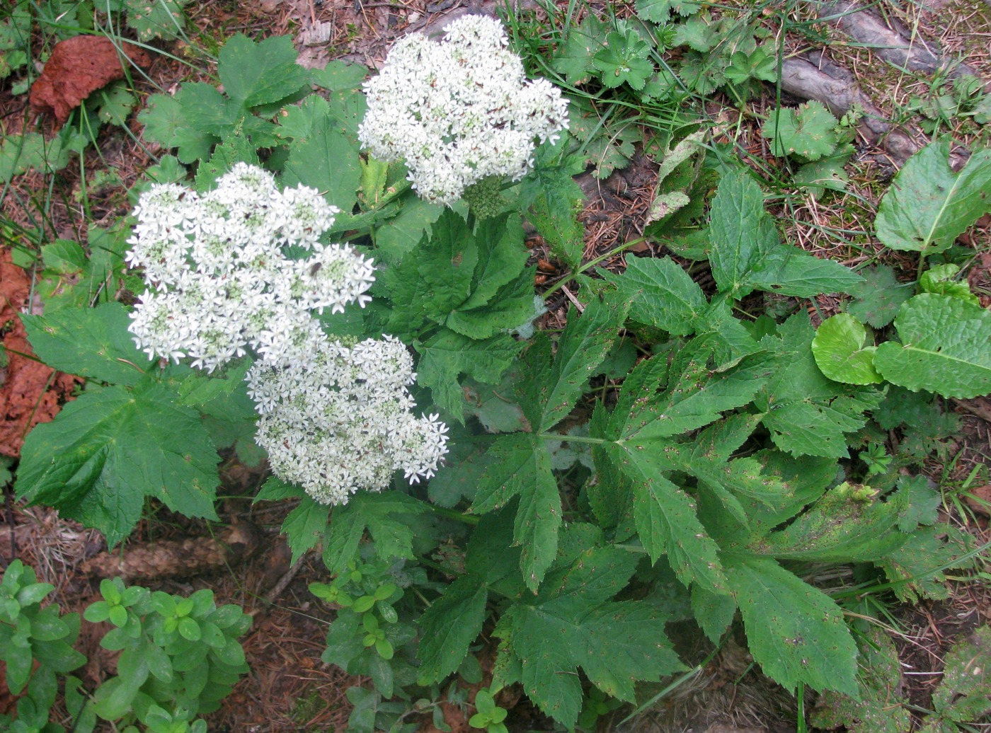 Image of Heracleum carpaticum specimen.