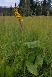 Ligularia sibirica