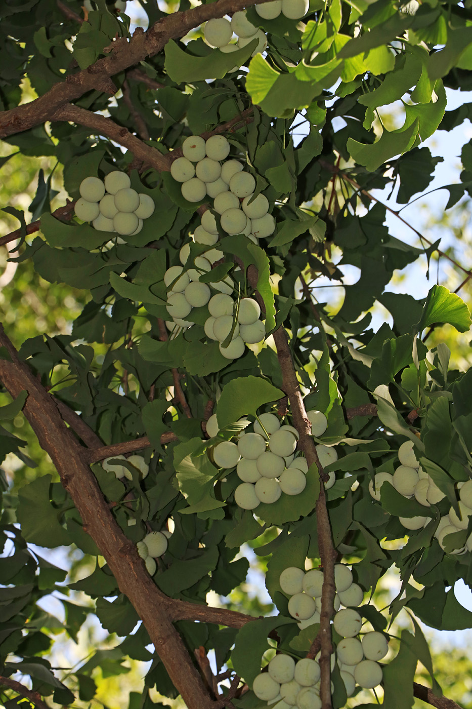 Image of Ginkgo biloba specimen.