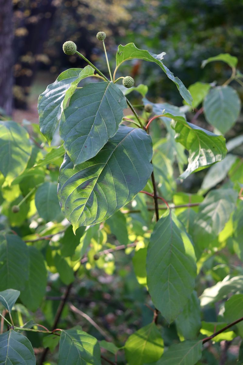 Image of Cephalanthus occidentalis specimen.