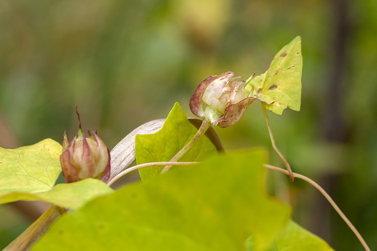 Image of Calystegia spectabilis specimen.