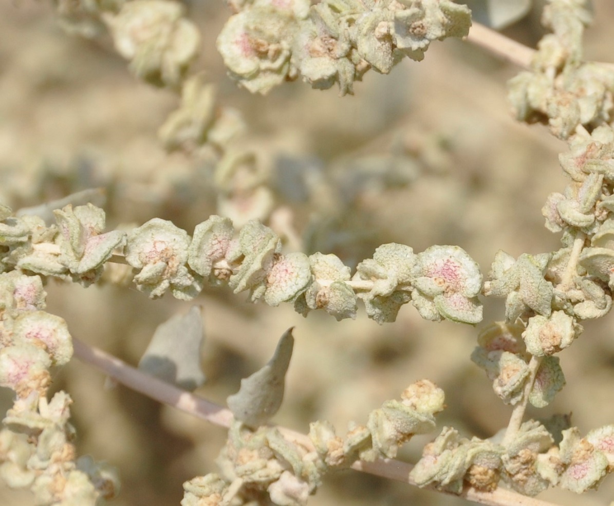 Image of Atriplex halimus specimen.