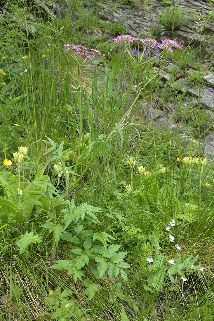 Изображение особи Heracleum roseum.