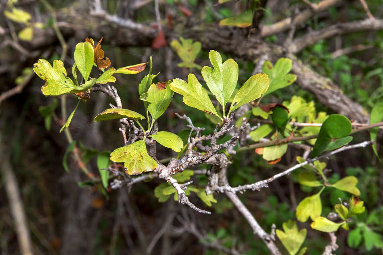 Image of Crataegus × sinaica specimen.