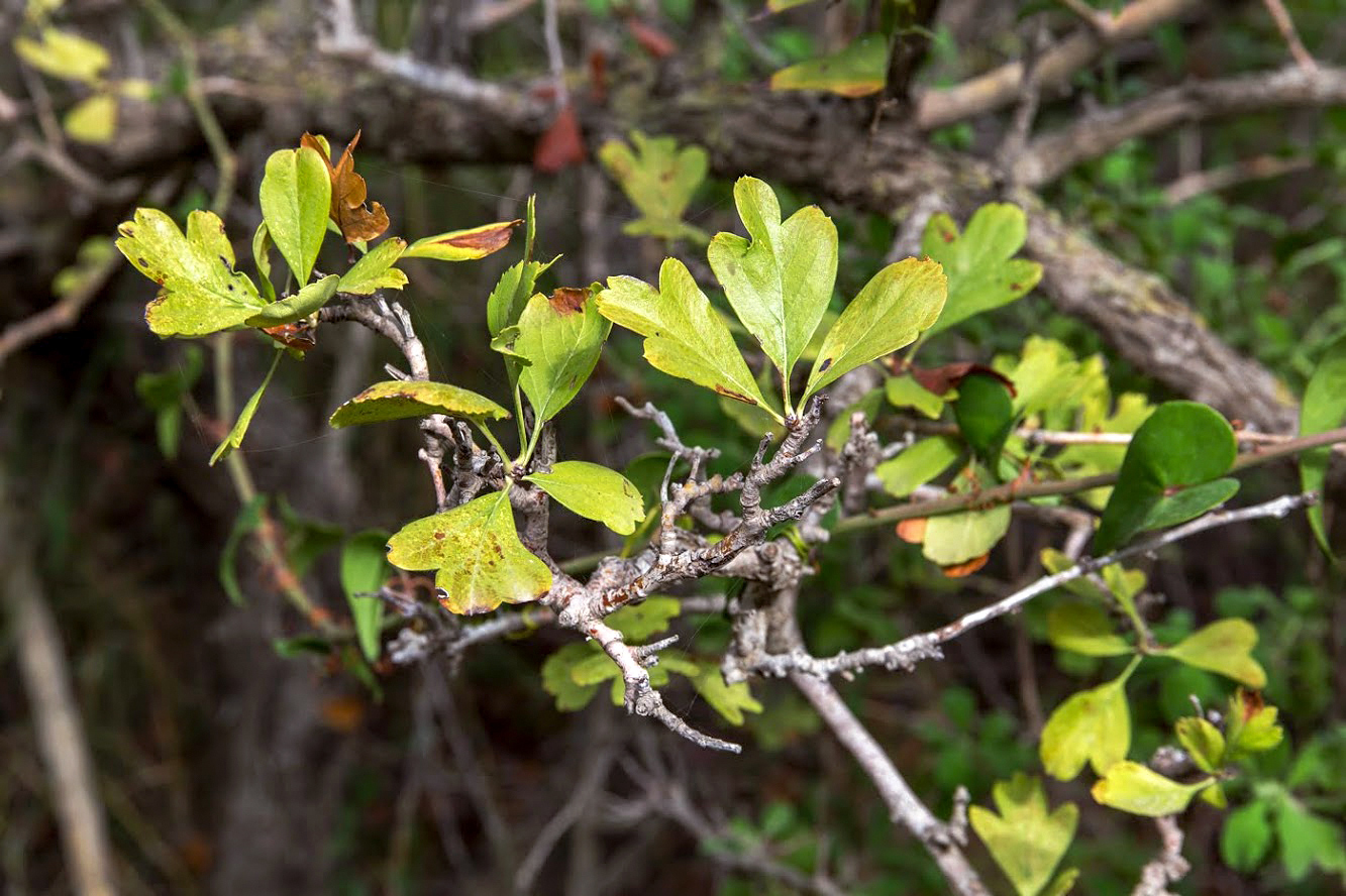 Изображение особи Crataegus &times; sinaica.