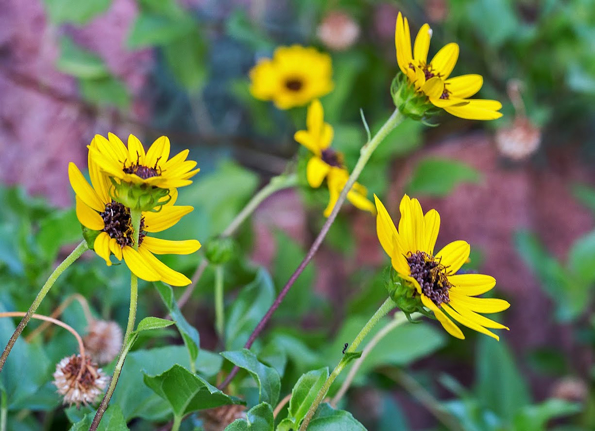 Image of Helianthus debilis specimen.