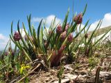 Allium fedtschenkoanum. Бутонизирующие растения в сообществе с Gagea. Южный Казахстан, Таласский Алатау, запов. Аксу-Джабаглы, пер. Улькен-Каинды, ≈ 2800 м н.у.м., снежный саз. 12 июня 2019 г.