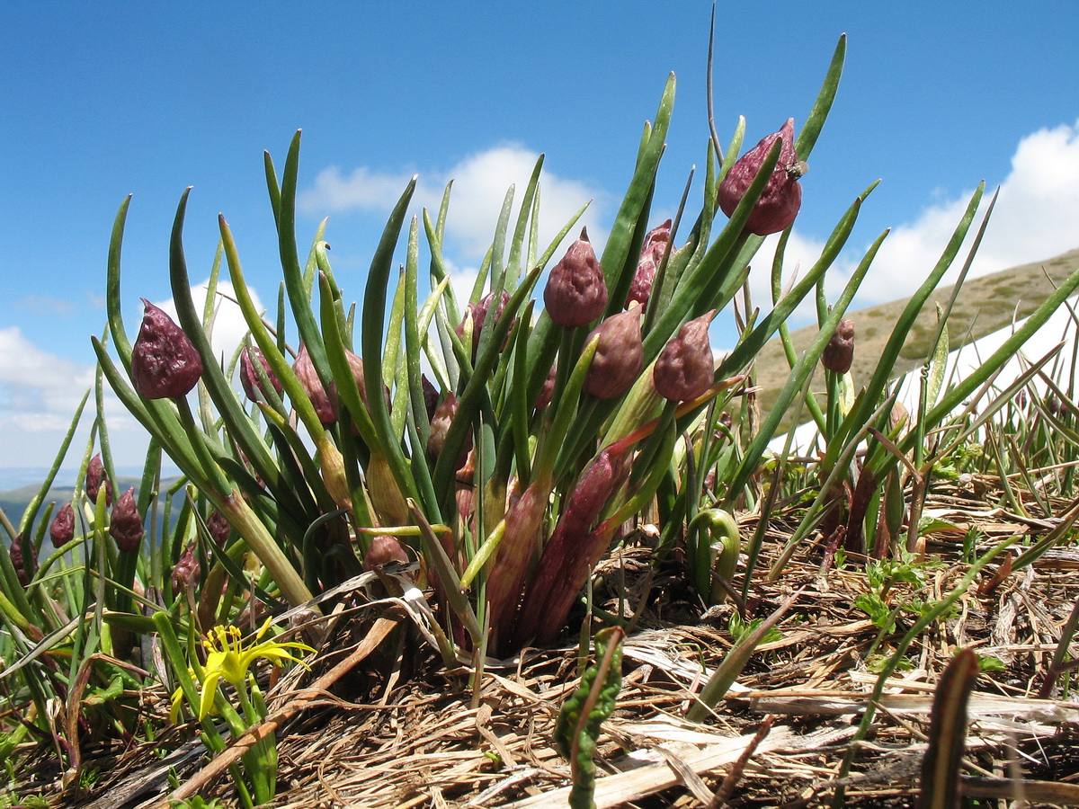 Изображение особи Allium fedtschenkoanum.