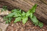 Arum italicum subspecies albispathum. Вегетирующее растение. Абхазия, г. Новый Афон, гора Иверская, широколиственный лес. 07.03.2015.