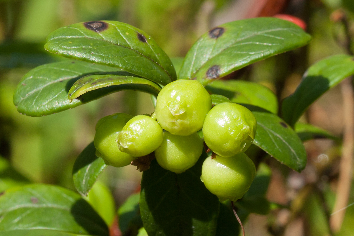 Image of Vaccinium vitis-idaea specimen.